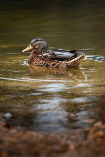 水中游弋的美丽野鸭
