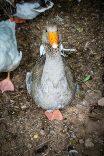 灰鹅站立于泥土地面