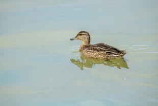 水中游弋的可爱小鸭子