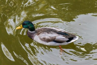 绿头鸭水中悠然游动