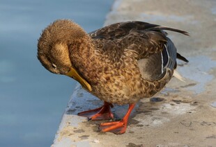 岸边低头理羽的鸭子