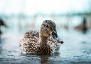 水中游弋的斑点鸭子
