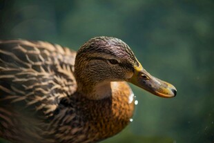 池塘边的野鸭特写