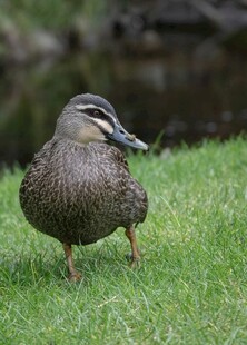 草地上的单脚站立野鸭