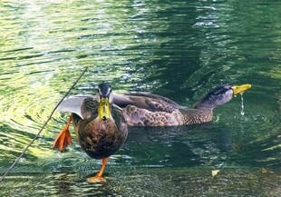 水中觅食的鸭子