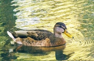 水中游弋的斑斓野鸭