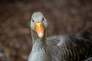 灰鹅特写