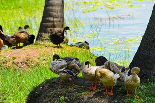 岸边群鸭栖息于绿草湖畔