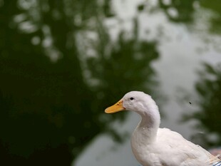 池塘边的白鸭子