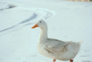 雪地中的白鹅