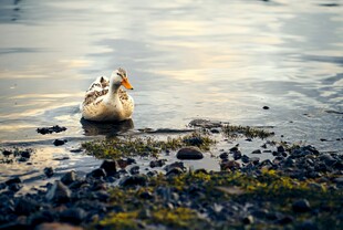 水中双鸭