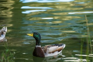 池塘中悠游的绿头鸭