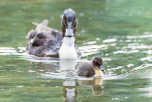 母鸭带小鸭水中悠游