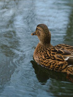 水中游弋的斑纹鸭子