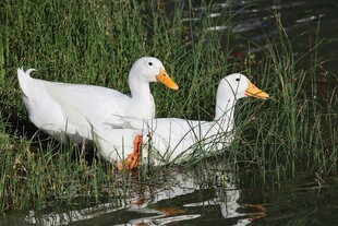 水中双鸭悠游