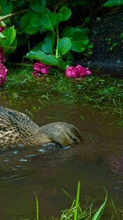 水中觅食的鸭子
