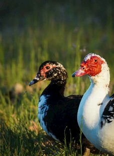 草地上的两只特色鸭子