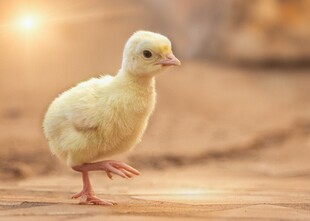 可爱小鸡单脚站立