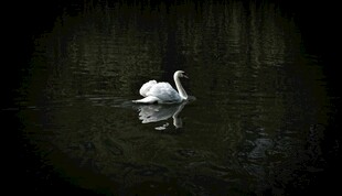 水中孤影的优雅白天鹅