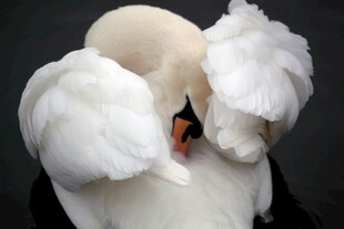 优雅天鹅整理洁白羽毛