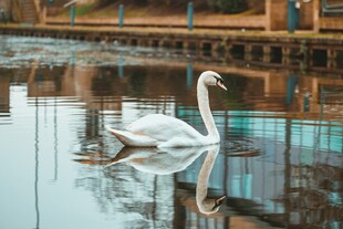 湖中游弋的优雅白天鹅