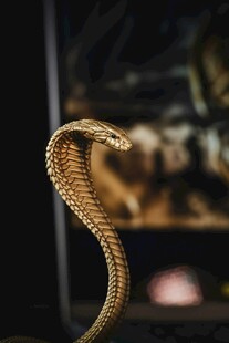 金色眼镜蛇摆件