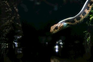 黑暗中神秘的爬行生物