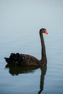 水中悠游的黑天鹅