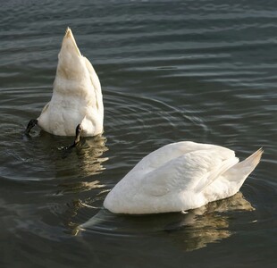 水中双天鹅低头觅食