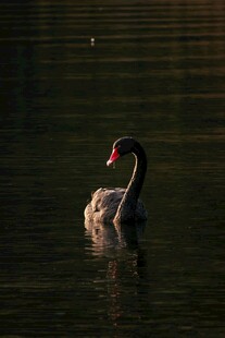 水中悠游的黑天鹅