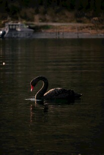湖面上优雅的黑天鹅