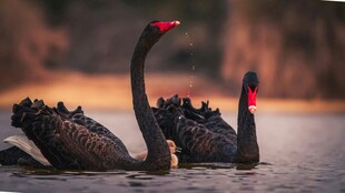 黑天鹅在水面优雅共舞