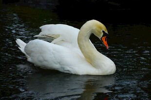 优雅天鹅水中悠然游弋