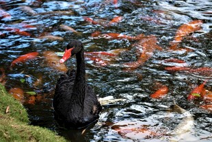 黑天鹅与锦鲤共游池塘