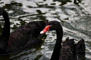 水中黑天鹅亲昵互动