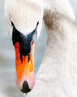 天鹅特写