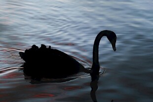 水中黑天鹅优雅身姿
