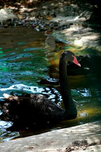 水中悠游的黑天鹅