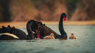 黑天鹅与幼崽水中悠游