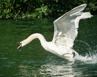 天鹅展翅于碧波之上