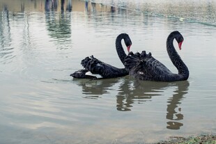 水中双黑天鹅优雅游弋