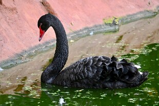 优雅黑天鹅于绿池中游弋