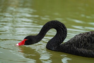 黑天鹅水中优雅觅食