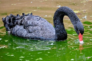 黑天鹅水中优雅觅食