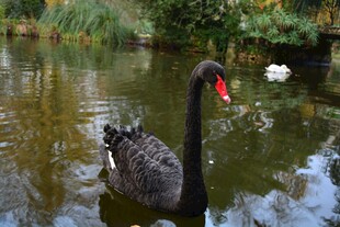 池塘中的优雅黑天鹅