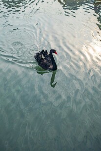 湖面上的两只黑天鹅