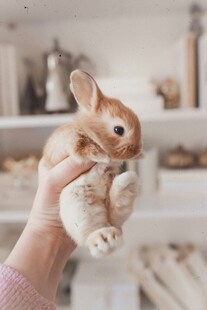手捧可爱小兔子