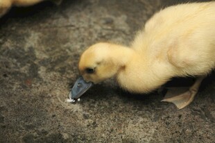 小黄鸭低头觅食瞬间