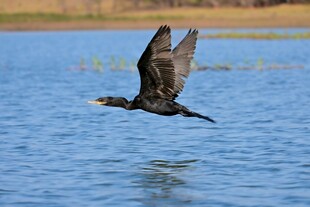 鸬鹚水面展翅飞翔