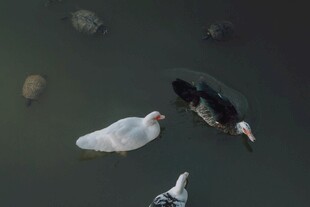 水中游弋的多彩禽鸟